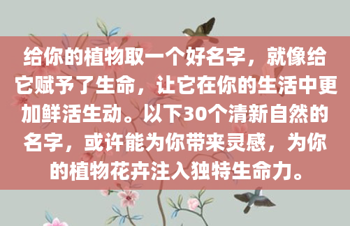给你的植物取一个好名字，就像给它赋予了生命，让它在你的生活中更加鲜活生动。以下30个清新自然的名字，或许能为你带来灵感，为你的植物花卉注入独特生命力。