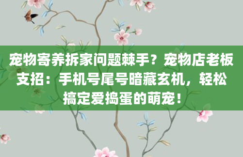 宠物寄养拆家问题棘手？宠物店老板支招：手机号尾号暗藏玄机，轻松搞定爱捣蛋的萌宠！